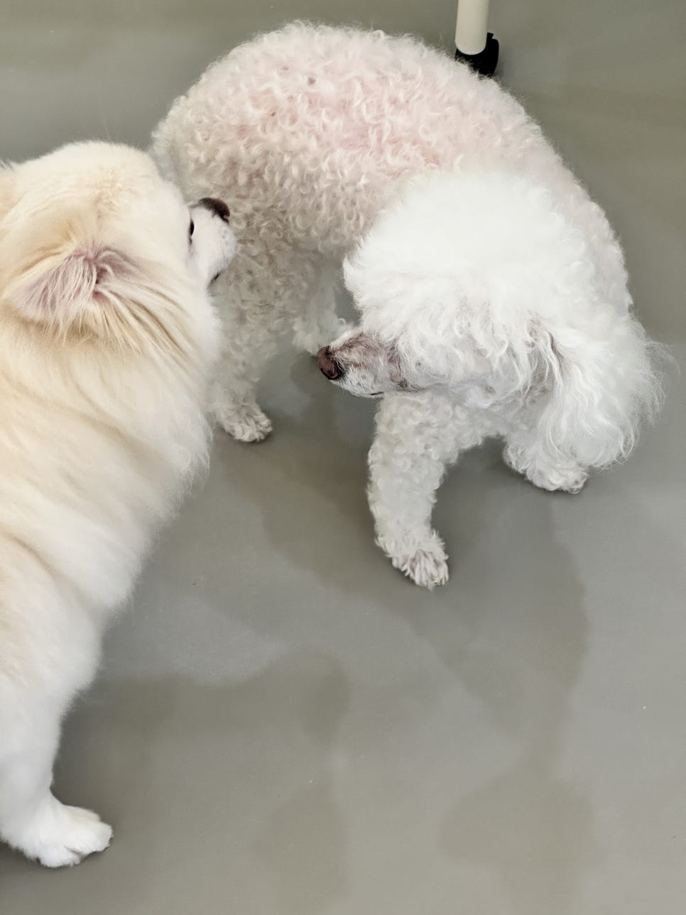 안양 애견호텔 첫 경험: 1박 2일 후 달라진 강아지 모습 — 사진 6