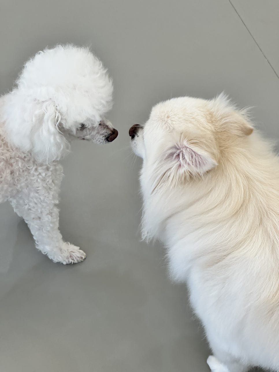 안양 애견호텔 첫 경험: 1박 2일 후 달라진 강아지 모습 — 사진 4