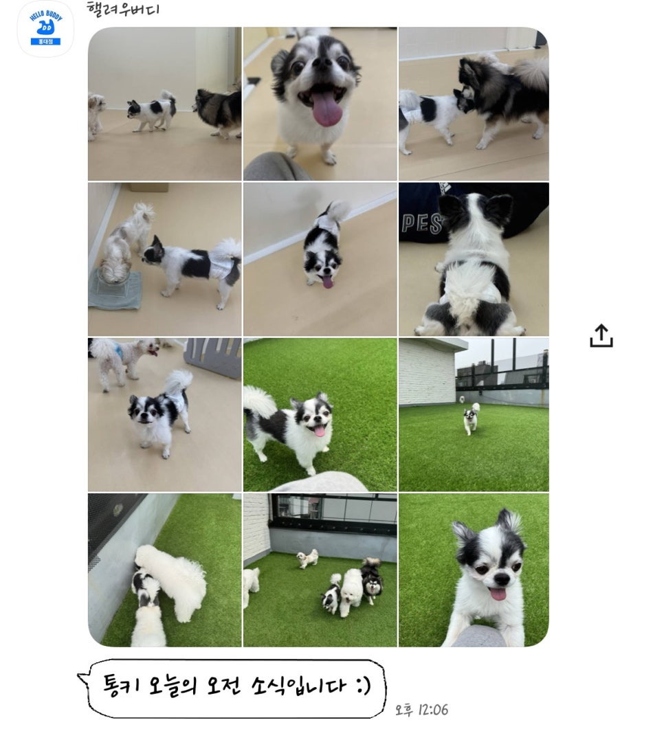 홍대 헬로우버디 애견유치원, 미용 후기 및 비용 안내 — 사진 13