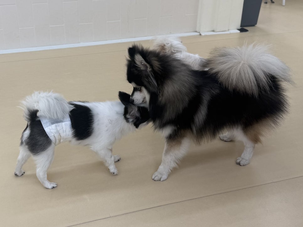 홍대 헬로우버디 애견유치원, 미용 후기 및 비용 안내 — 사진 5
