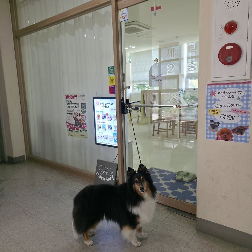 안산 반려견 초상화 원데이클래스: 따따요정 후기 — 사진 5