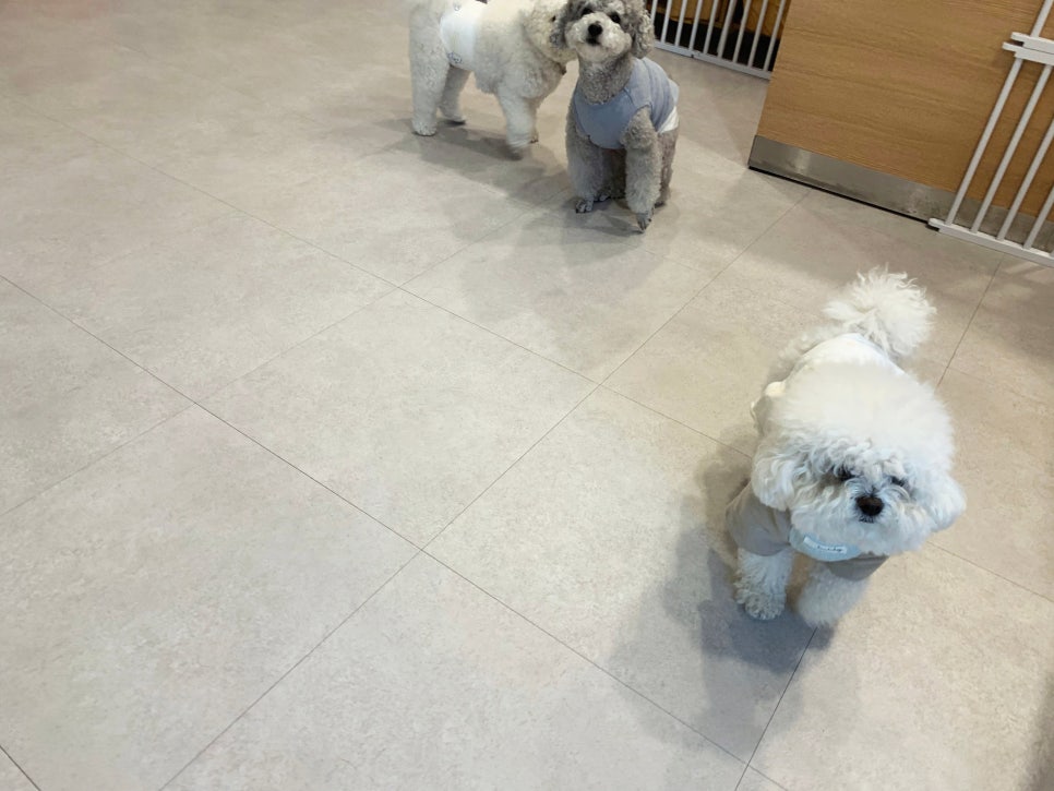 송도 애견 유치원, 24시간 상주 호텔 '요미와 친구들' — 사진 7