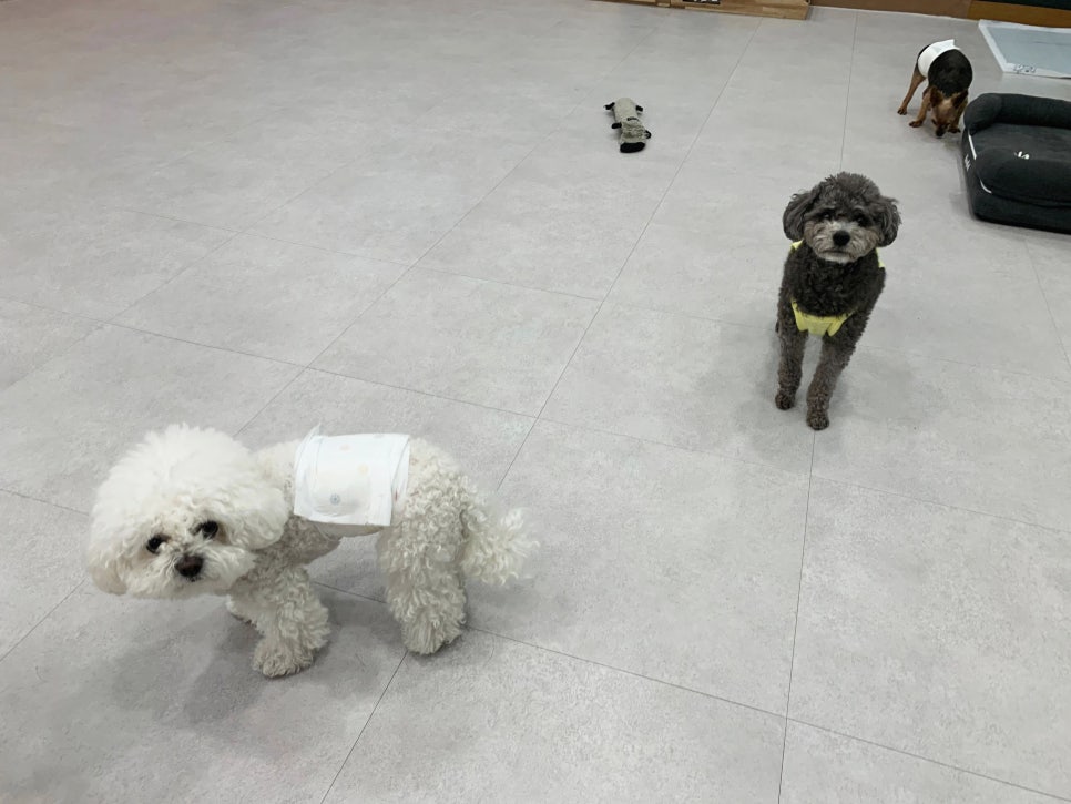 송도 애견 유치원, 24시간 상주 호텔 '요미와 친구들' — 사진 2
