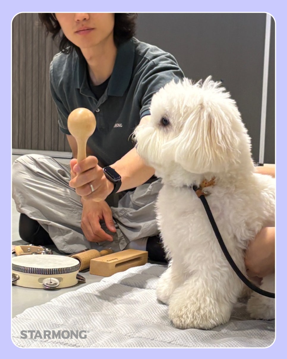 반포 비숑프리제 유치원: 사회화·산책 교육 비용 — 사진 3