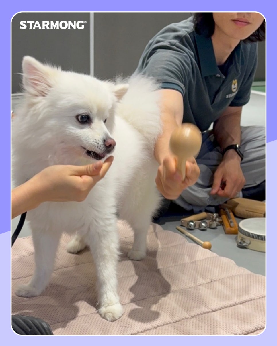 반포 비숑프리제 유치원: 사회화·산책 교육 비용 — 사진 4