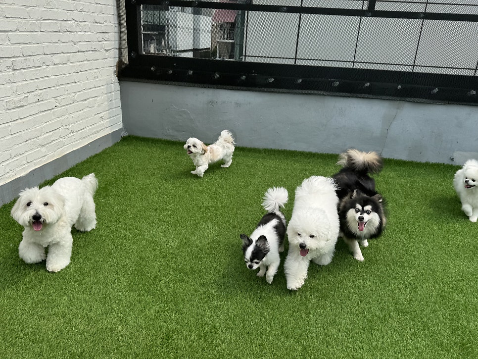 홍대 헬로우버디 애견유치원, 미용 후기 및 비용 안내 — 사진 8