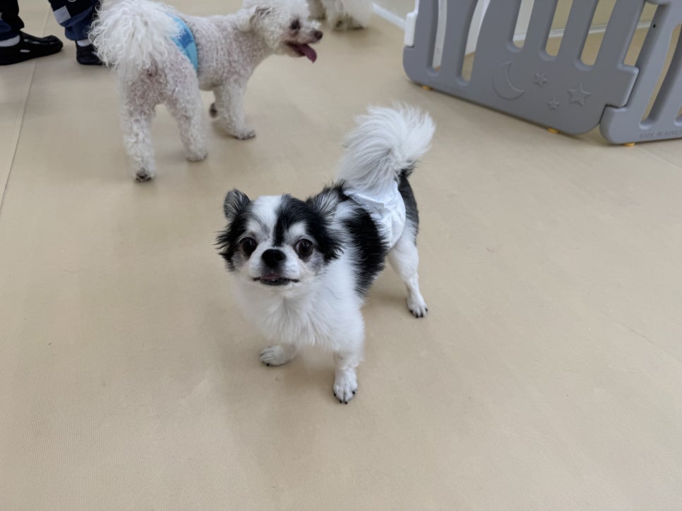 홍대 헬로우버디 애견유치원, 미용 후기 및 비용 안내 — 사진 3