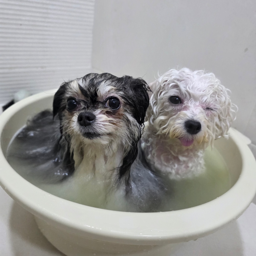 아인솝 강아지 입욕제 탄산스파로 모질 관리하기