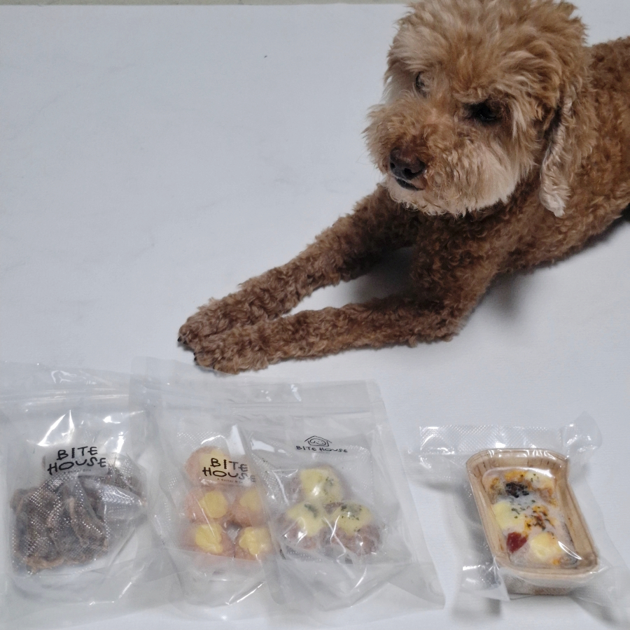 부산 강아지 수제간식 바이트하우스, 케이크 맛집 후기 — 사진 11