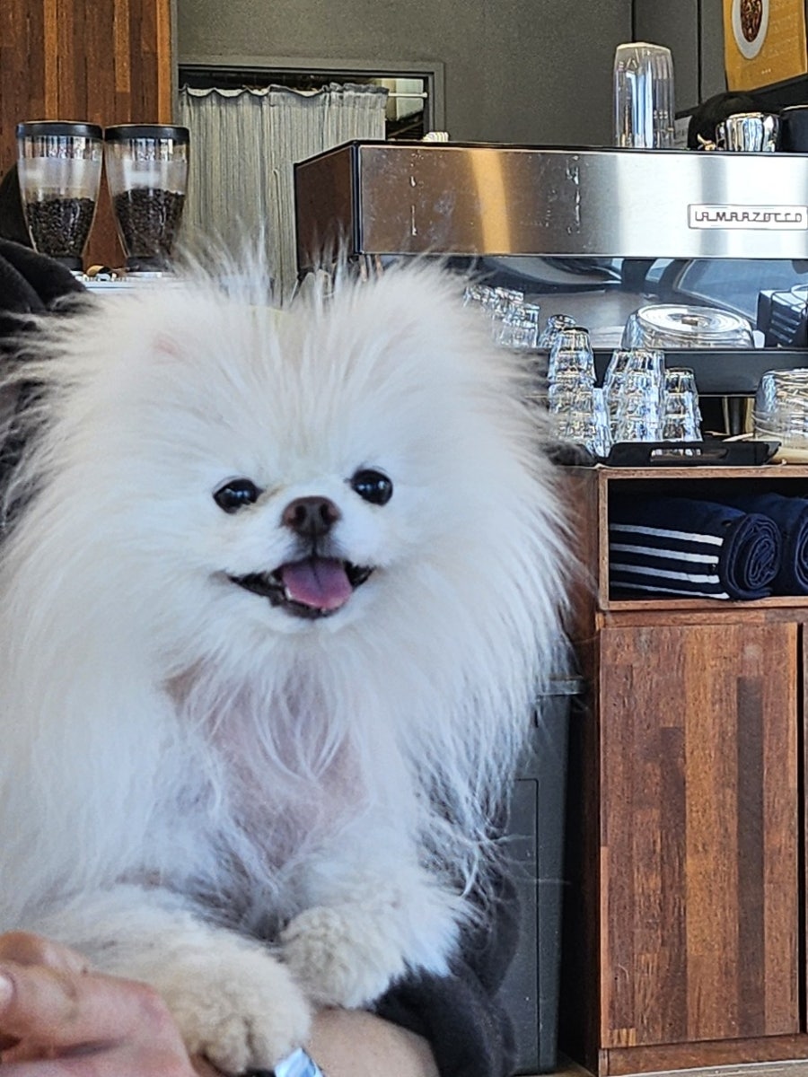 김포 애견카페 댕그린, 넓은 운동장에서 강아지와 신나는 시간 — 사진 6