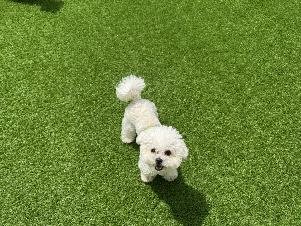 마포 애견유치원 헬로우버디 홍대점 체험 후기 — 사진 11