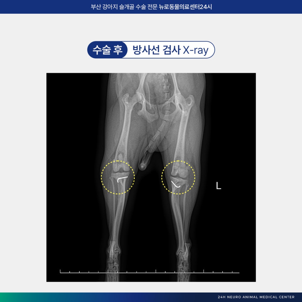 부산 강아지 슬개골 수술 후기: 연산동 24시 병원 비용 및 회복 — 사진 7
