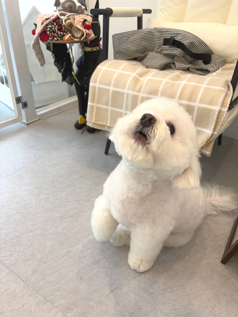 강동구 비숑 미용: 눈꽃 설이의 교감 위생 미용 후기 — 사진 6