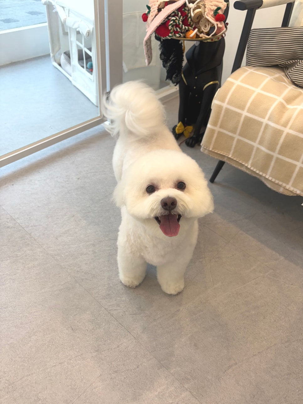 강동구 비숑 미용: 눈꽃 설이의 교감 위생 미용 후기 — 사진 13