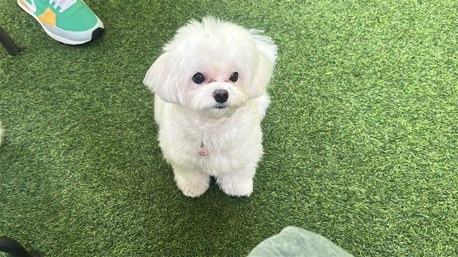 시흥 영화산장 애견카페: 소형견·중형견 분리 운동장 후기 — 사진 10