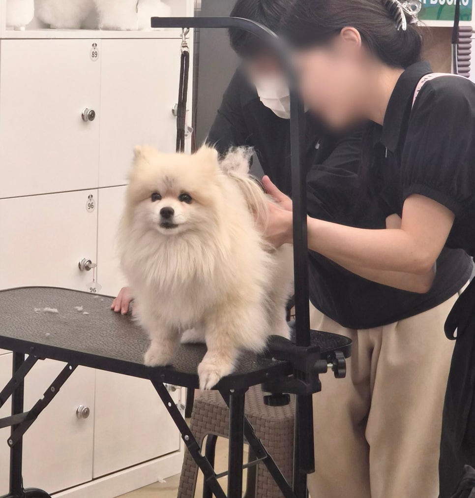 강아지 미용 학원, 실력으로 취업/창업까지 완성 — 사진 13
