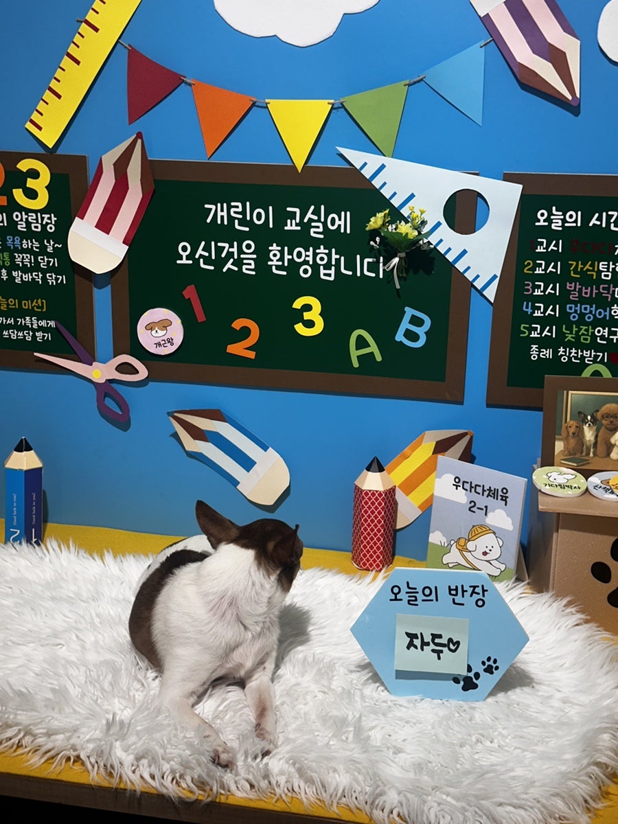 시흥 영화산장 애견카페: 소형견·중형견 분리 운동장 후기 — 사진 12