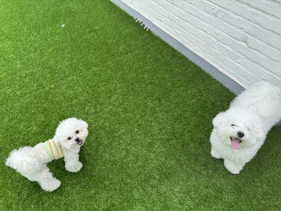 마포 애견유치원 헬로우버디 홍대점 체험 후기 — 사진 10