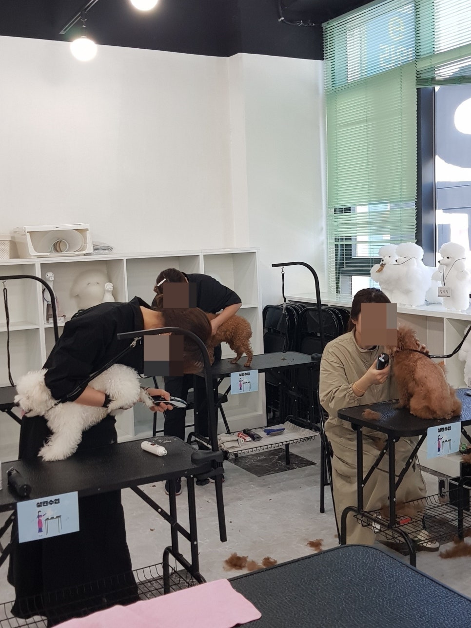 수원 애견미용학원 비용·시간표: 주부의 솔직 후기 — 사진 3