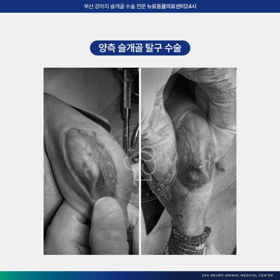 부산 강아지 슬개골 수술 후기: 연산동 24시 병원 비용 및 회복 — 사진 6