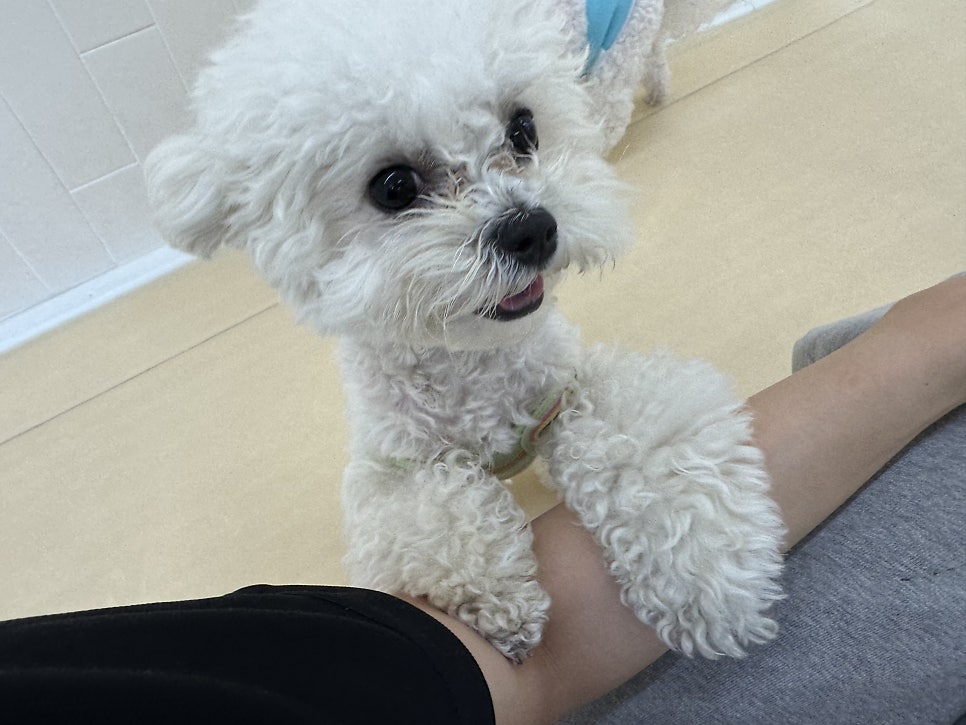 마포 애견유치원 헬로우버디 홍대점 체험 후기 — 사진 15