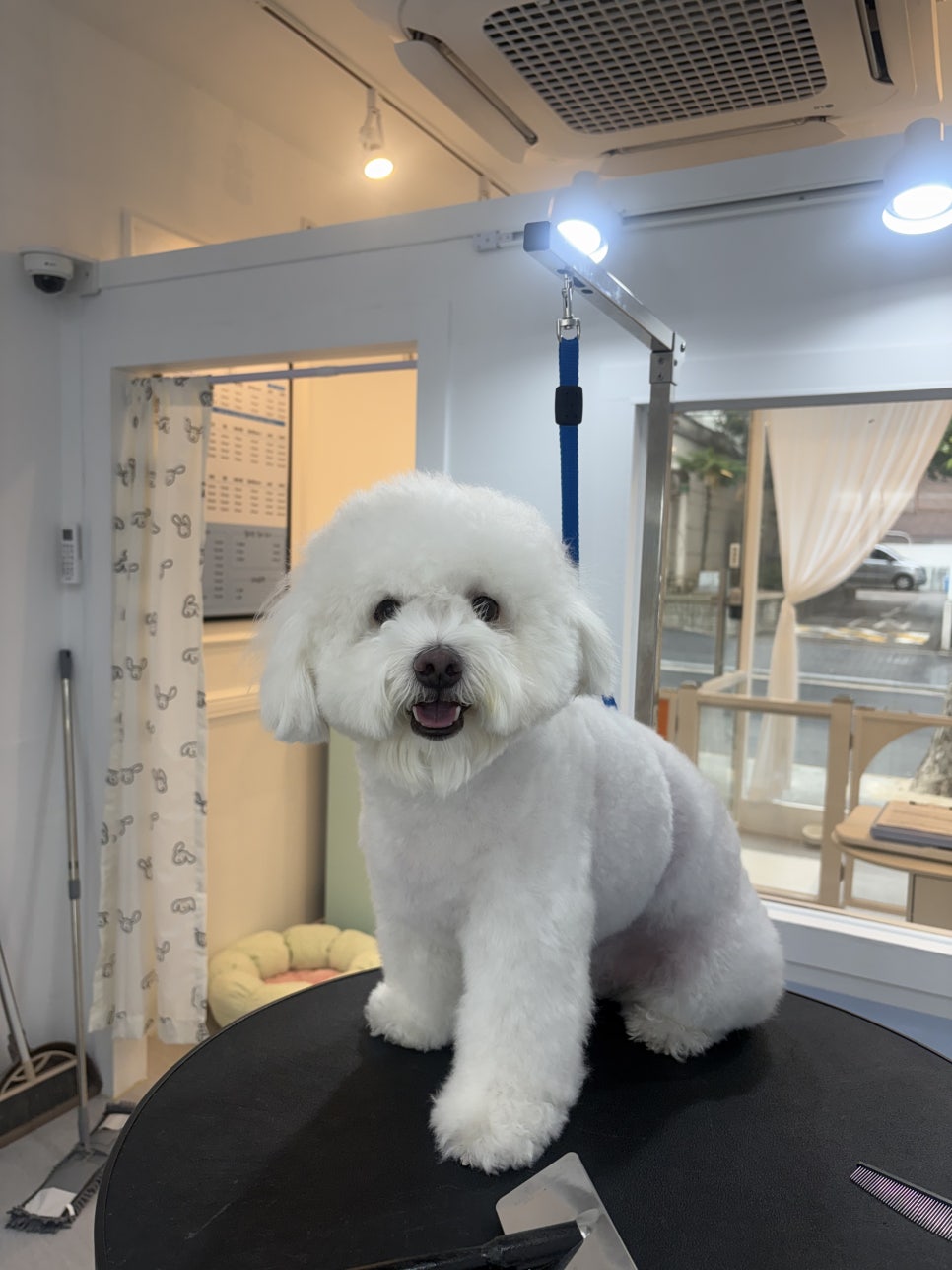 강동구 비숑 미용: 눈꽃 설이의 교감 위생 미용 후기 — 사진 3