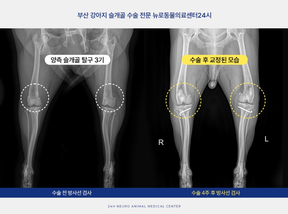 부산 강아지 슬개골 수술 후기: 연산동 24시 병원 비용 및 회복 — 사진 8