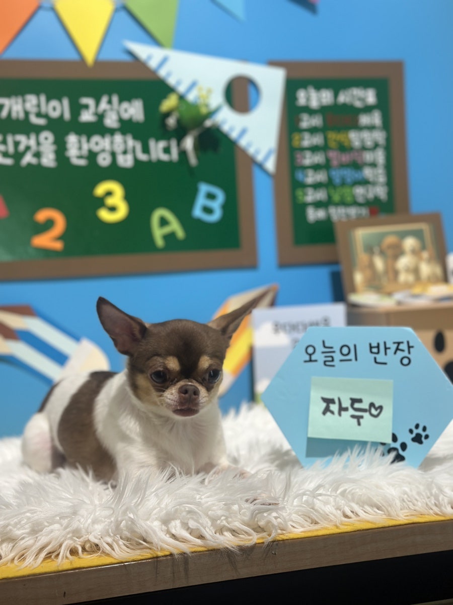 시흥 영화산장 애견카페: 소형견·중형견 분리 운동장 후기 — 사진 13