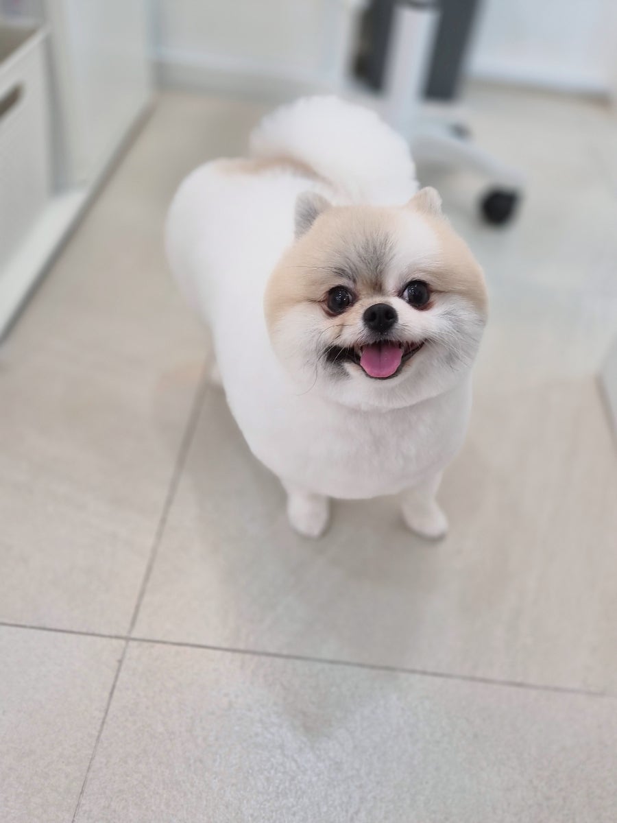 부평 포메라니안 곰돌이컷 미용 비용 및 후기