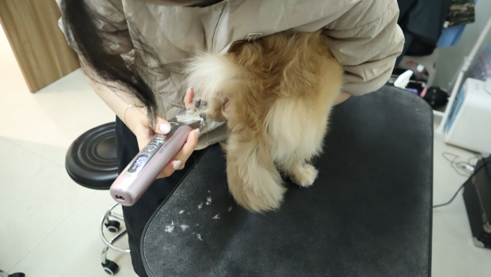 대구 동구 멈무목욕탕 강아지 미용 비용 및 후기 — 사진 17