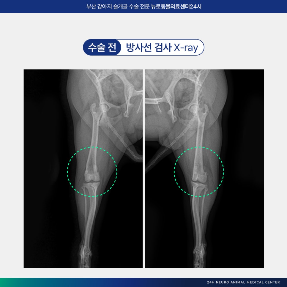 부산 강아지 슬개골 수술 후기: 연산동 24시 병원 비용 및 회복 — 사진 4
