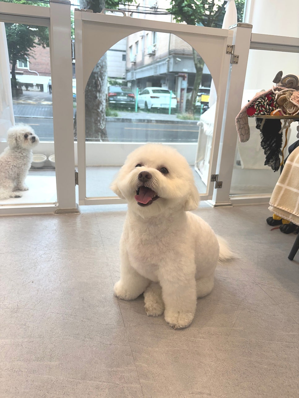 강동구 비숑 미용: 눈꽃 설이의 교감 위생 미용 후기 — 사진 5