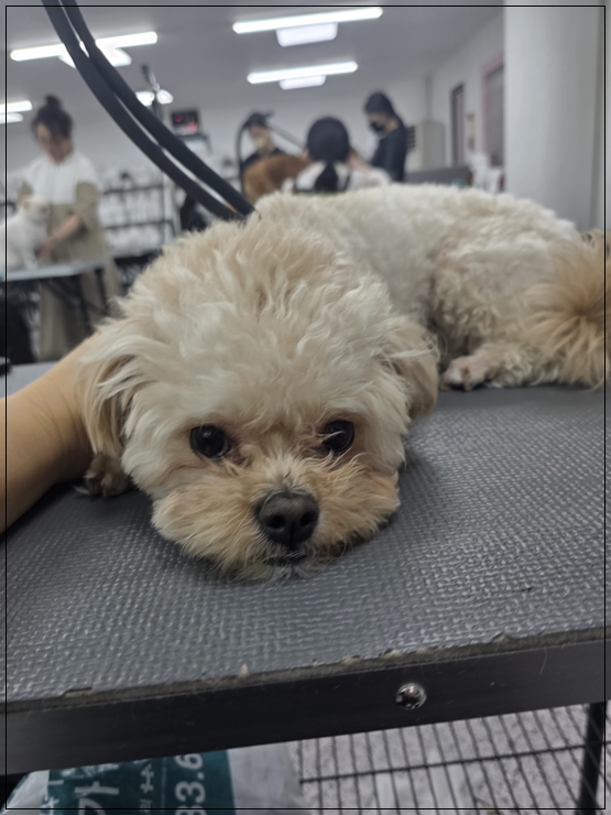 부평 애견미용학원, 수강료 지원받고 전문가 되기 — 사진 2