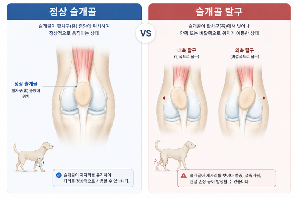 부산 강아지 슬개골 수술 후기: 연산동 24시 병원 비용 및 회복 — 사진 2