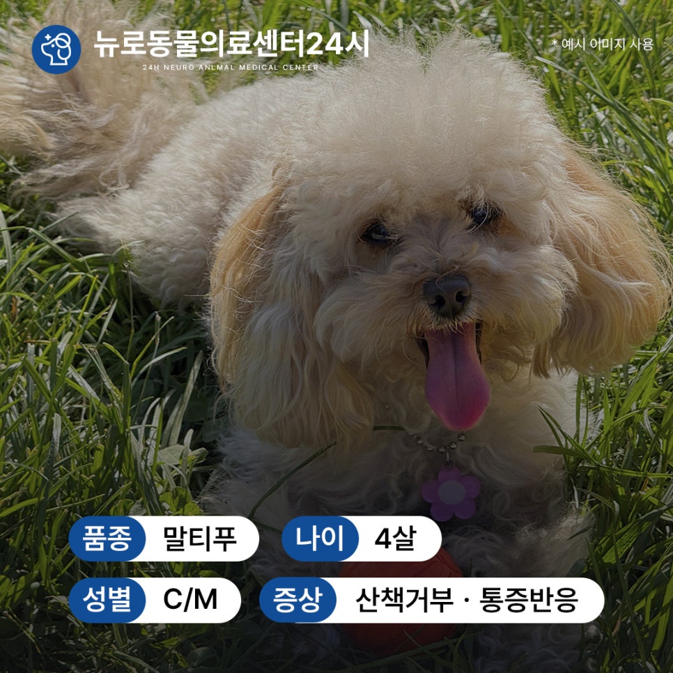 부산 강아지 슬개골 수술 후기: 연산동 24시 병원 비용 및 회복 — 사진 3