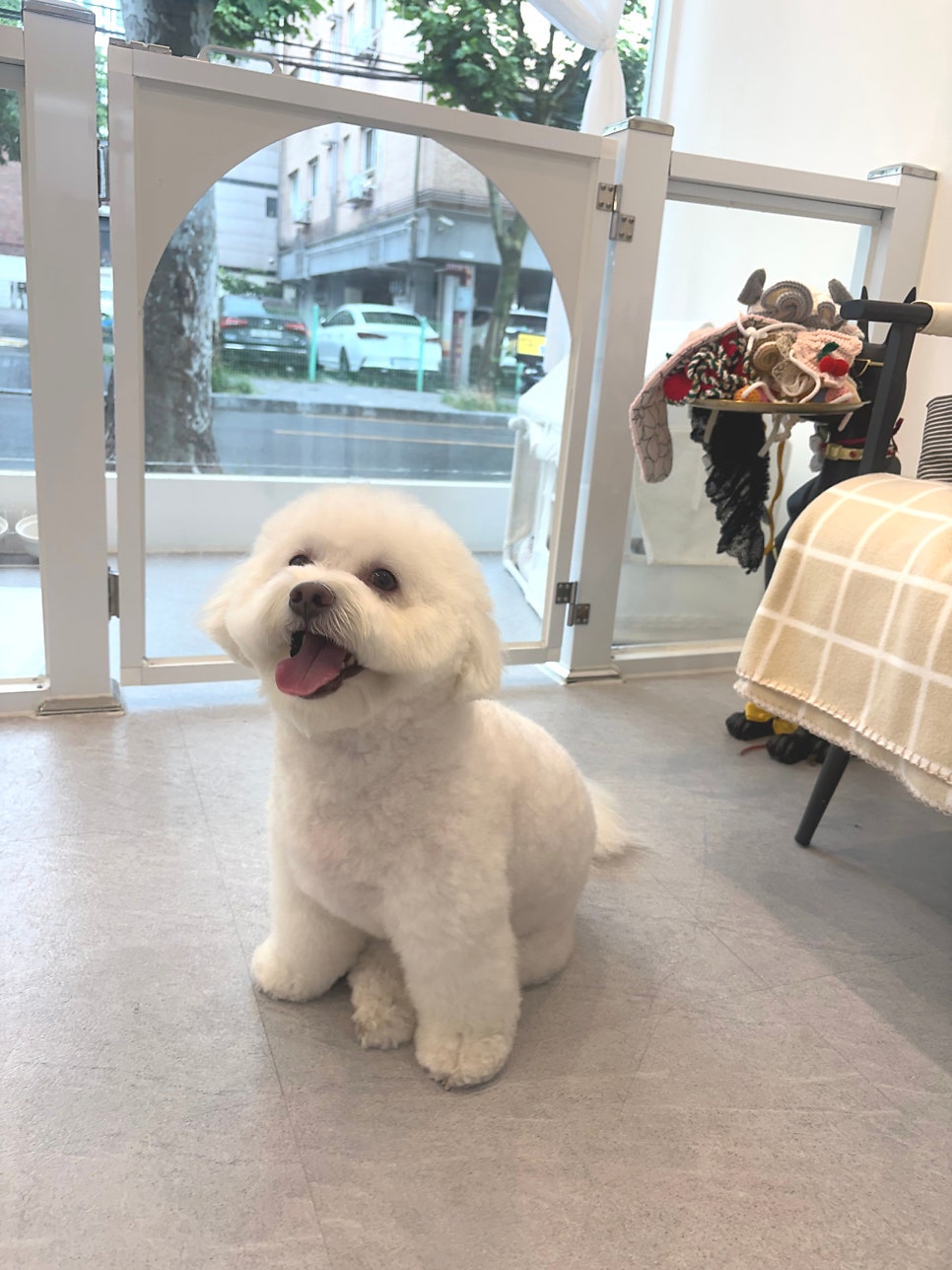 강동구 비숑 미용: 눈꽃 설이의 교감 위생 미용 후기 — 사진 10