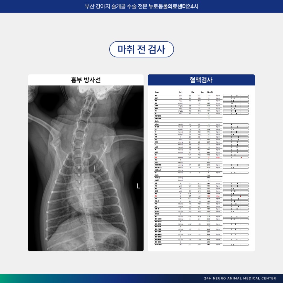 부산 강아지 슬개골 수술 후기: 연산동 24시 병원 비용 및 회복 — 사진 5