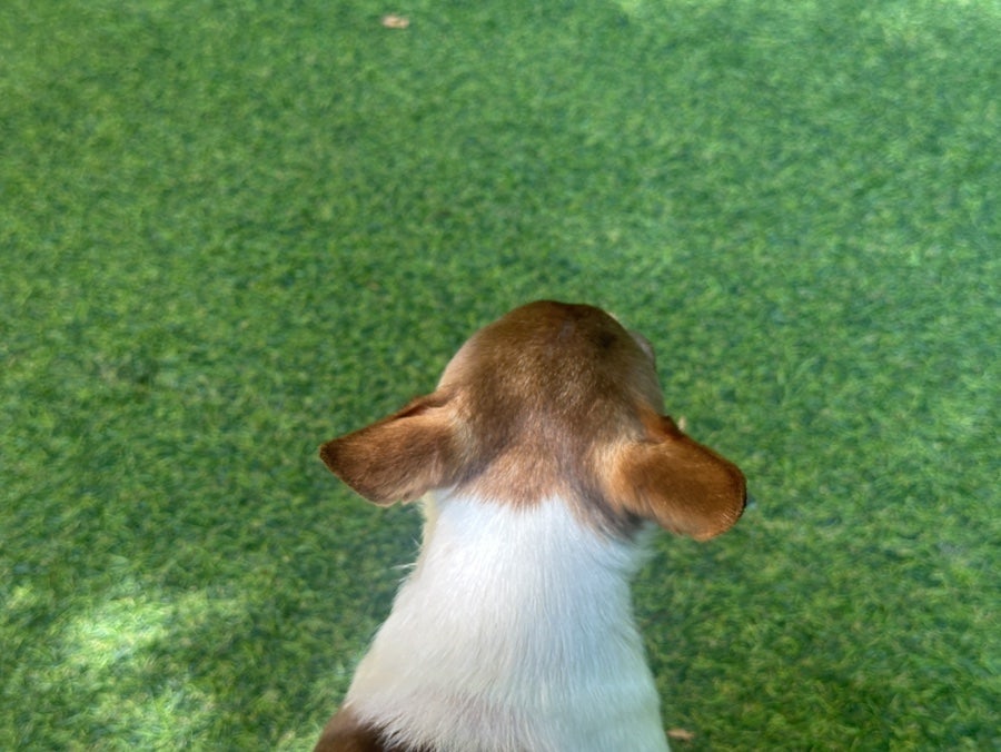 시흥 영화산장 애견카페: 소형견·중형견 분리 운동장 후기 — 사진 5