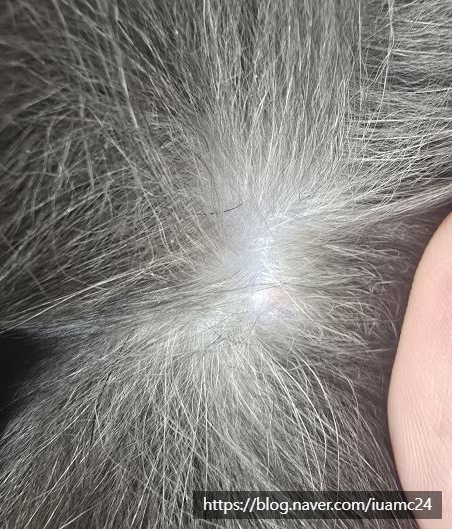 의정부 강아지 피부 종괴 제거 수술 후기 및 비용 — 사진 2
