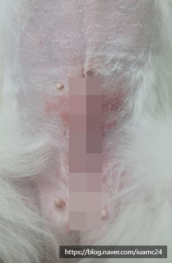 강아지 유선종양 수술, 의정부 아이유동물병원 비용 및 후기 — 사진 6