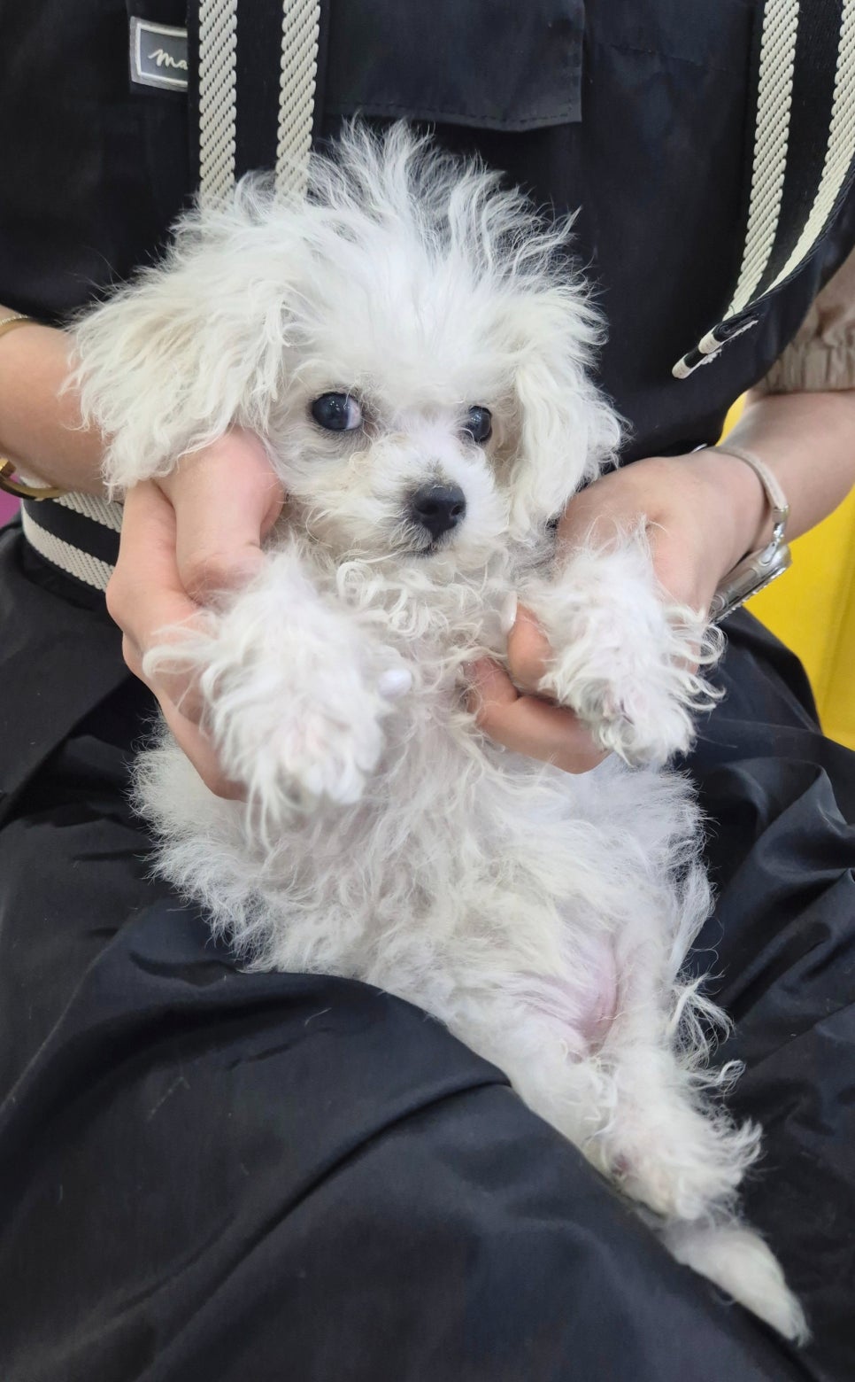 대전 애견미용학원, 직장인 이직 위한 실습 중심 커리큘럼