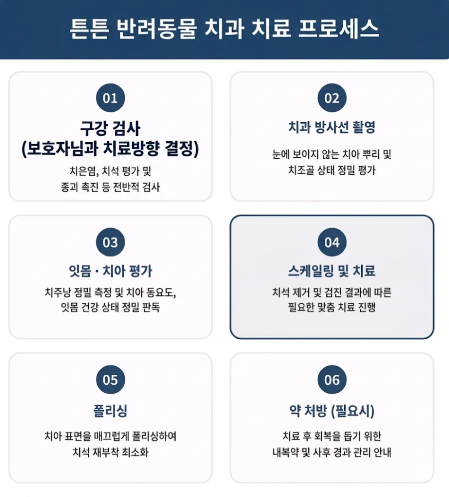 위례 강아지 스케일링 및 발치 비용, 치주염 치료 후기 — 사진 11