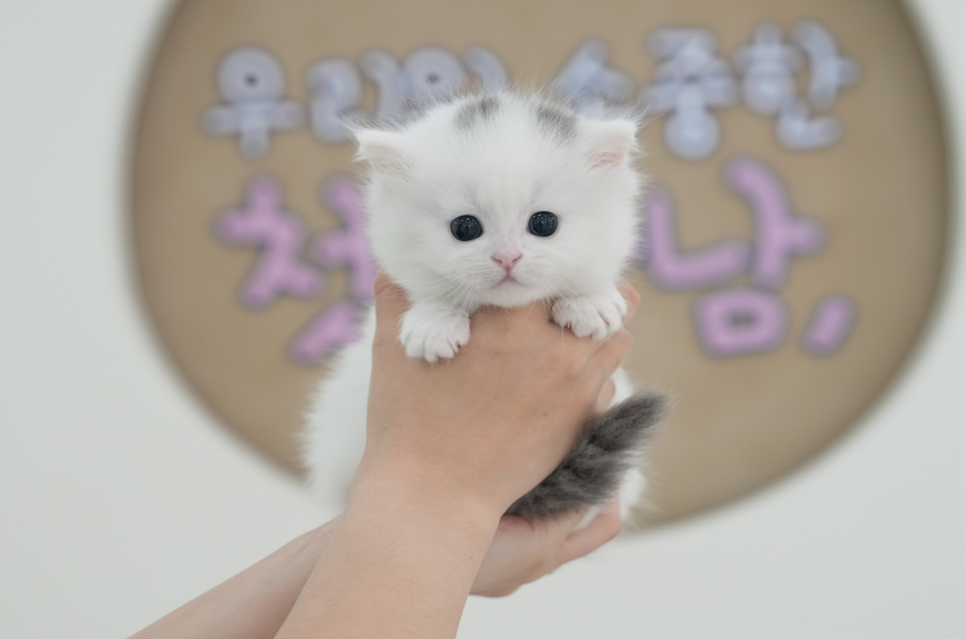 부산 고양이 입양 후기: 미유펫 먼치킨 숏레그 입양 과정 — 사진 8