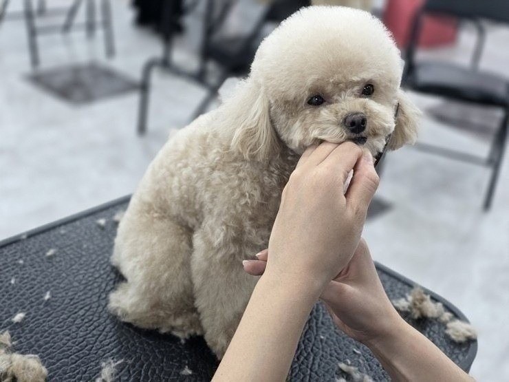 노원애견미용학원, 40대 경단녀의 현실적인 기술 습득 후기 — 사진 2