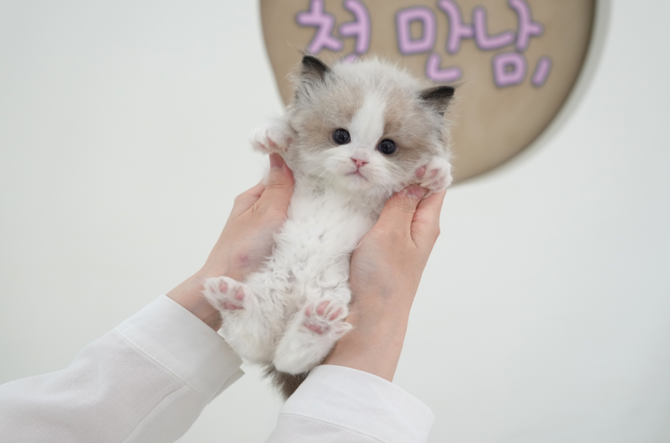 부산 고양이 입양 후기: 미유펫 먼치킨 숏레그 입양 과정 — 사진 5