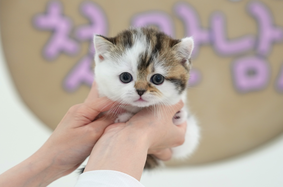 부산 고양이 입양 후기: 미유펫 먼치킨 숏레그 입양 과정 — 사진 11
