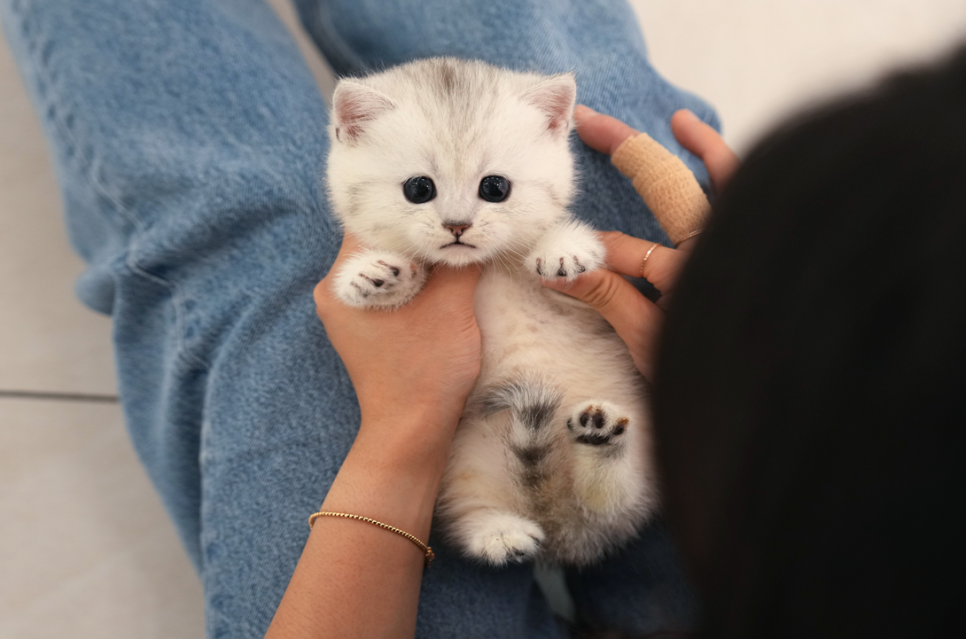 부산 고양이 입양 후기: 미유펫 먼치킨 숏레그 입양 과정 — 사진 14