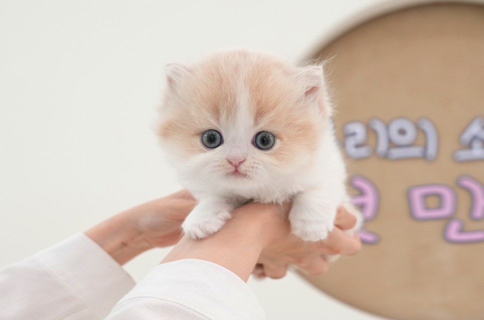 부산 고양이 입양 후기: 미유펫 먼치킨 숏레그 입양 과정 — 사진 16