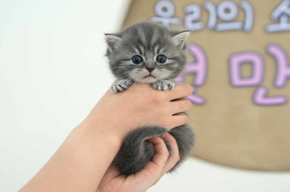 부산 고양이 입양 후기: 미유펫 먼치킨 숏레그 입양 과정 — 사진 9