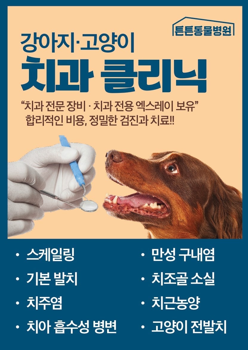 위례 강아지 스케일링 및 발치 비용, 치주염 치료 후기 — 사진 13